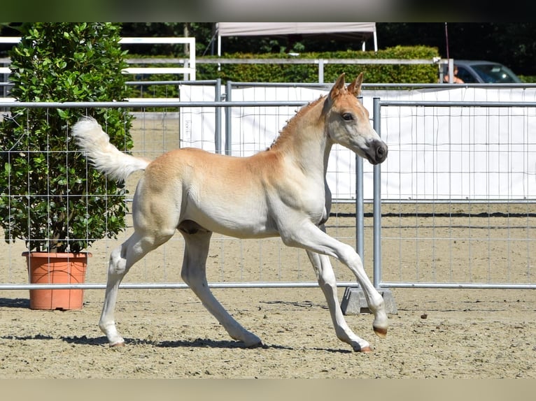 Haflinger / Avelignese Stallone 1 Anno Sauro in Falkenberg/Elster