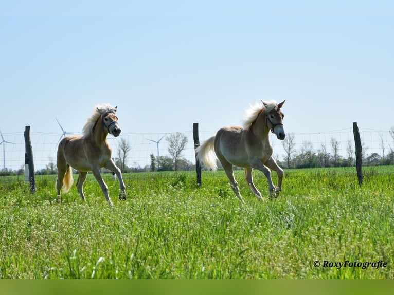 Haflinger / Avelignese Stallone 1 Anno Sauro in Falkenberg/Elster