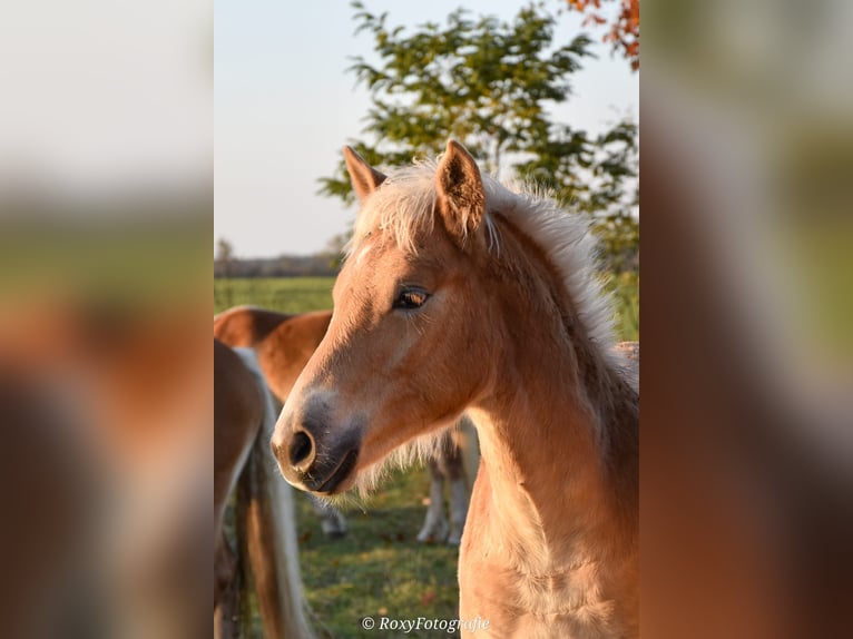 Haflinger / Avelignese Stallone 1 Anno Sauro in Falkenberg/Elster