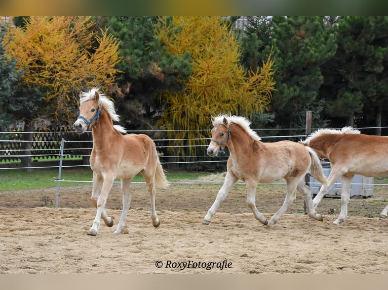 Haflinger / Avelignese Stallone 1 Anno Sauro in Falkenberg/Elster