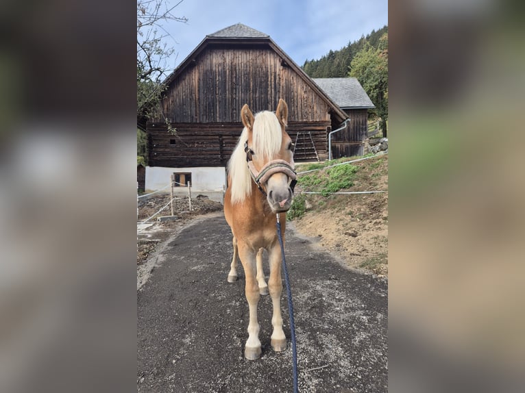 Haflinger / Avelignese Stallone 1 Anno Sauro in Breitenau am Hochlantsch