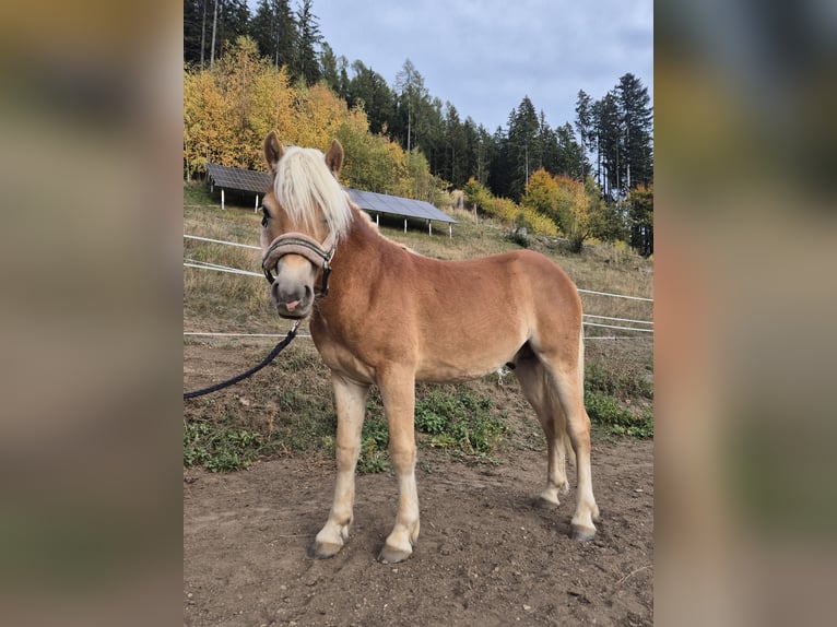 Haflinger / Avelignese Stallone 1 Anno Sauro in Breitenau am Hochlantsch