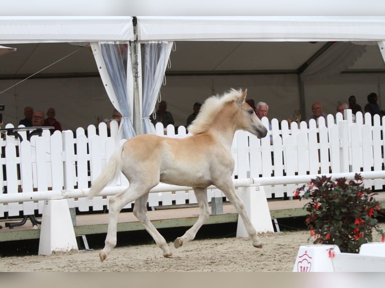 Haflinger / Avelignese Stallone 1 Anno Sauro in Schmallenberg