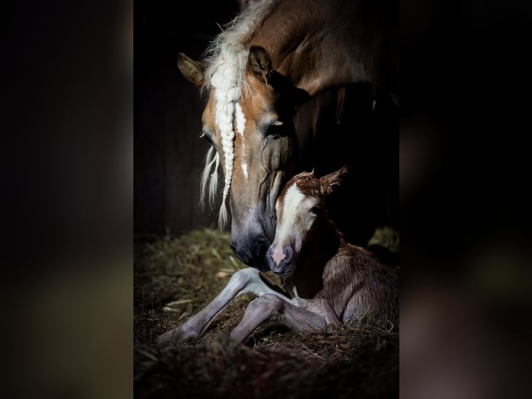 Haflinger / Avelignese Stallone 1 Anno Sauro in Schmallenberg