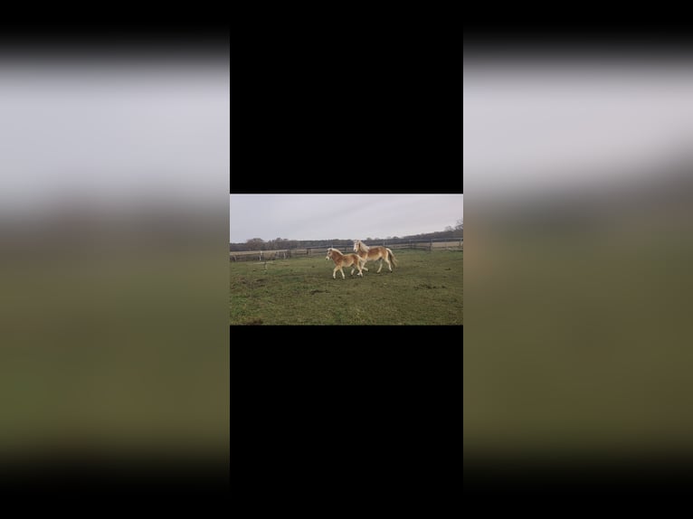 Haflinger / Avelignese Stallone 1 Anno Sauro in Klötze