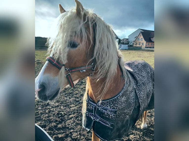 Haflinger / Avelignese Stallone 20 Anni 149 cm in Königsberg in Bayern