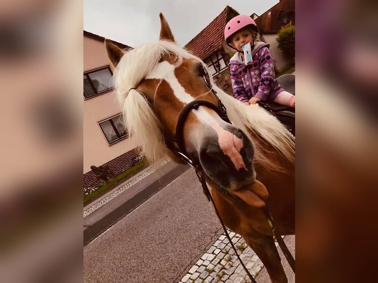 Haflinger / Avelignese Stallone 20 Anni 149 cm in Königsberg in Bayern