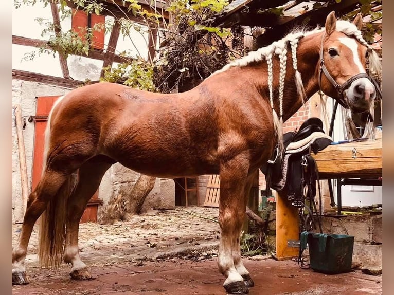 Haflinger / Avelignese Stallone 20 Anni 149 cm in Königsberg in Bayern