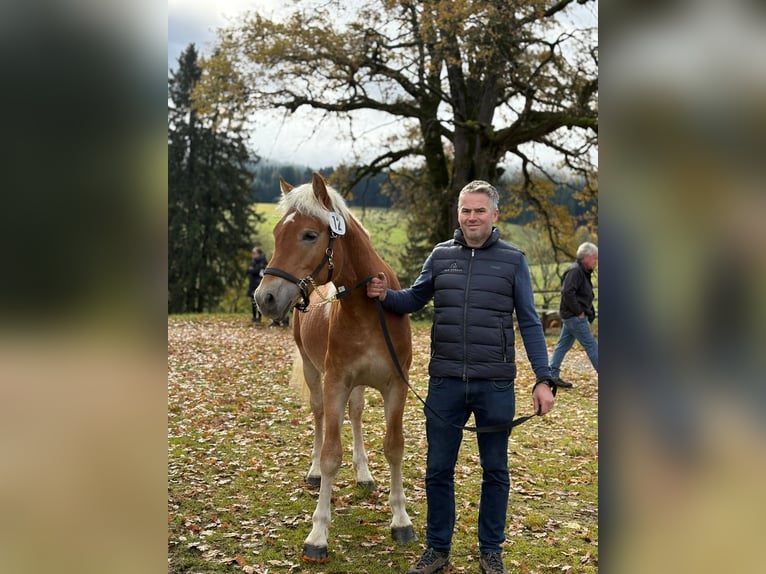 Haflinger / Avelignese Stallone 2 Anni 140 cm Sauro in Gummern