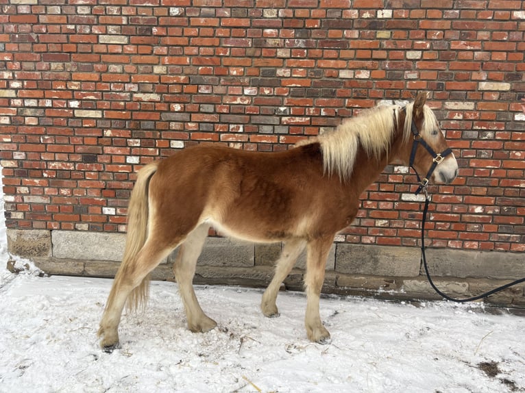 Haflinger / Avelignese Stallone 2 Anni 140 cm Sauro in Helmstedt