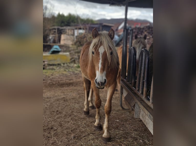 Haflinger / Avelignese Stallone 2 Anni 148 cm Sauro in Helsa