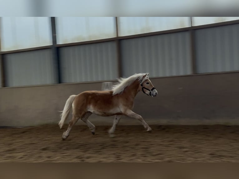 Haflinger / Avelignese Stallone 2 Anni 148 cm Sauro in Cappel