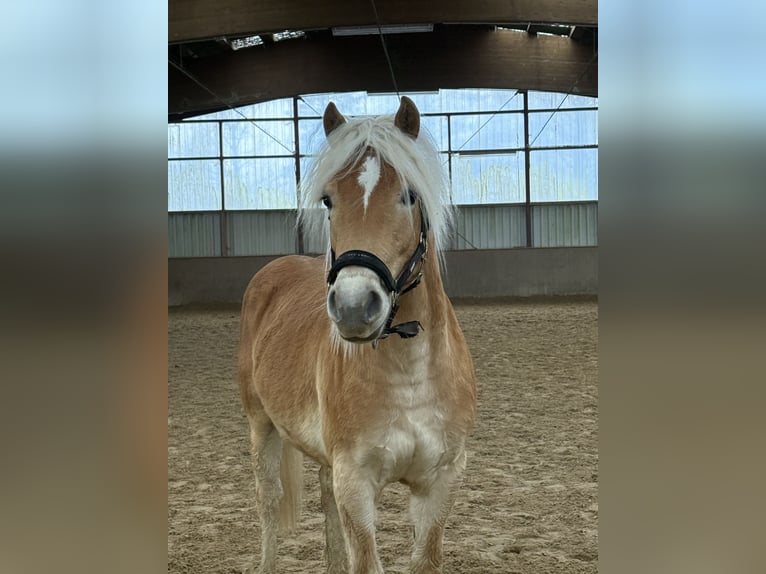 Haflinger / Avelignese Stallone 2 Anni 148 cm Sauro in Cappel