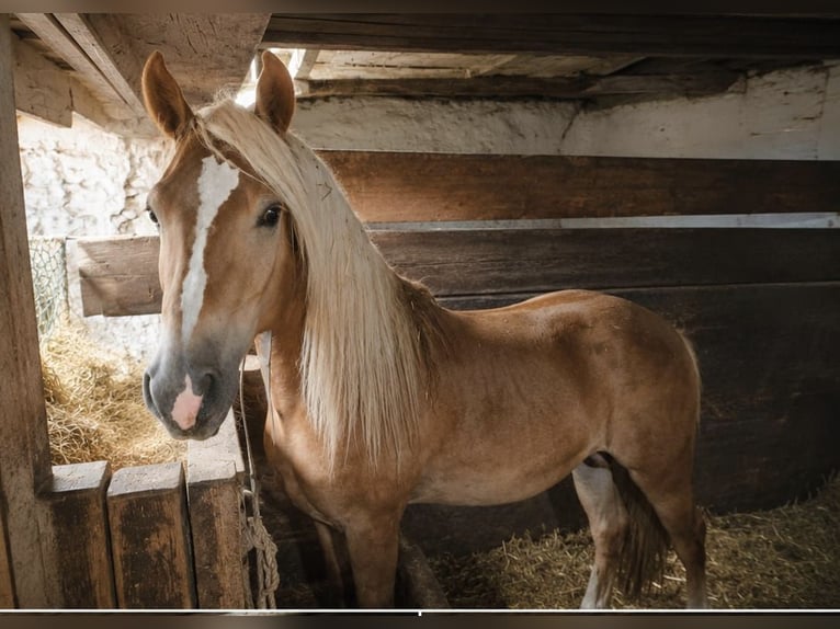 Haflinger / Avelignese Stallone 2 Anni 148 cm Sauro scuro in Tamsweg
