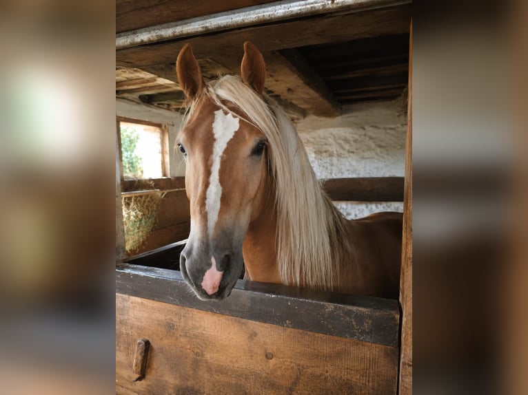 Haflinger / Avelignese Stallone 2 Anni 148 cm Sauro scuro in Tamsweg