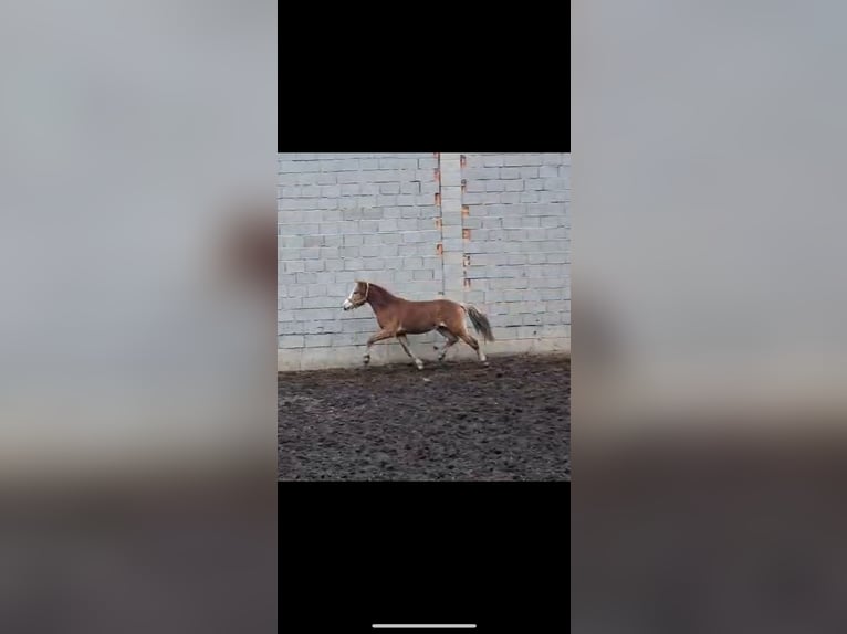 Haflinger / Avelignese Stallone 2 Anni 149 cm  in Tadten