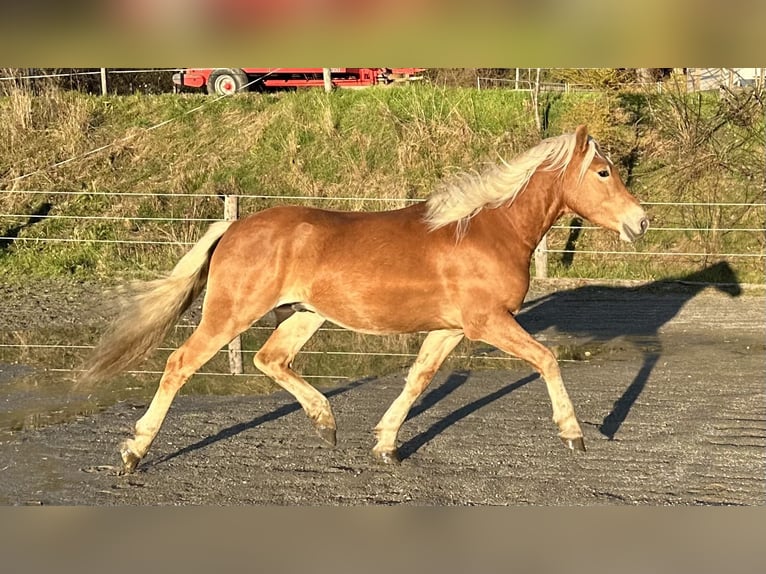 Haflinger / Avelignese Stallone 2 Anni 149 cm Sauro in St.Peter am Kammersberg