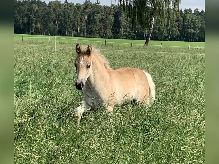 Haflinger / Avelignese Stallone 2 Anni 150 cm in Suhlendorf