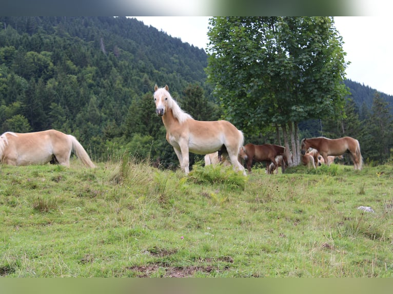 Haflinger / Avelignese Stallone 2 Anni 150 cm Sauro in Fischbach am Inn/Bayern