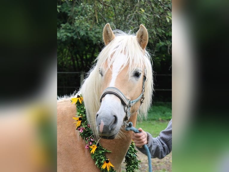 Haflinger / Avelignese Stallone 2 Anni 150 cm Sauro in Fischbach am Inn/Bayern