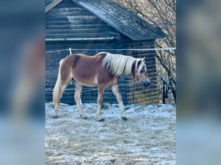Haflinger / Avelignese Stallone 2 Anni 150 cm Sauro in Falkenberg