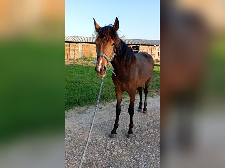 Haflinger / Avelignese Mix Stallone 2 Anni 160 cm Baio scuro in Albignasego