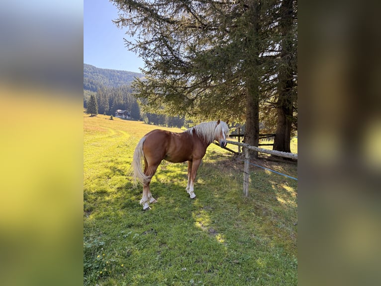 Haflinger / Avelignese Stallone 2 Anni  in Oberwölz