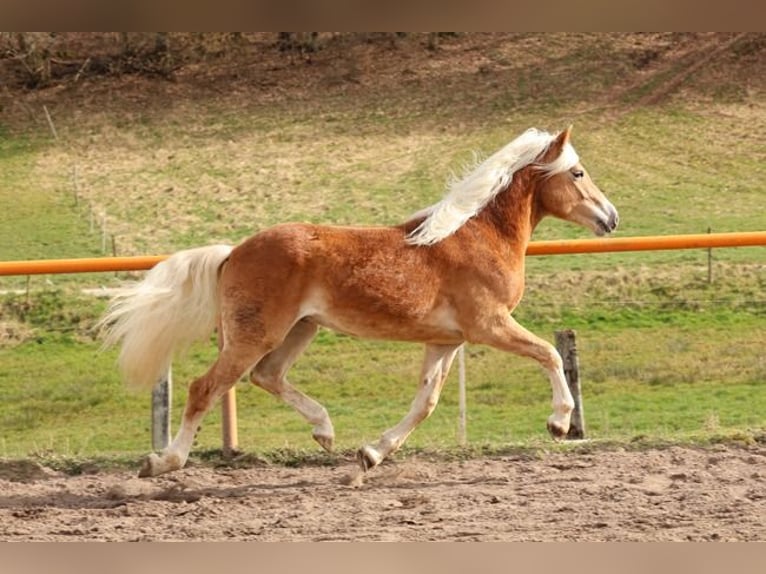 Haflinger / Avelignese Stallone 2 Anni Sauro in Brücken