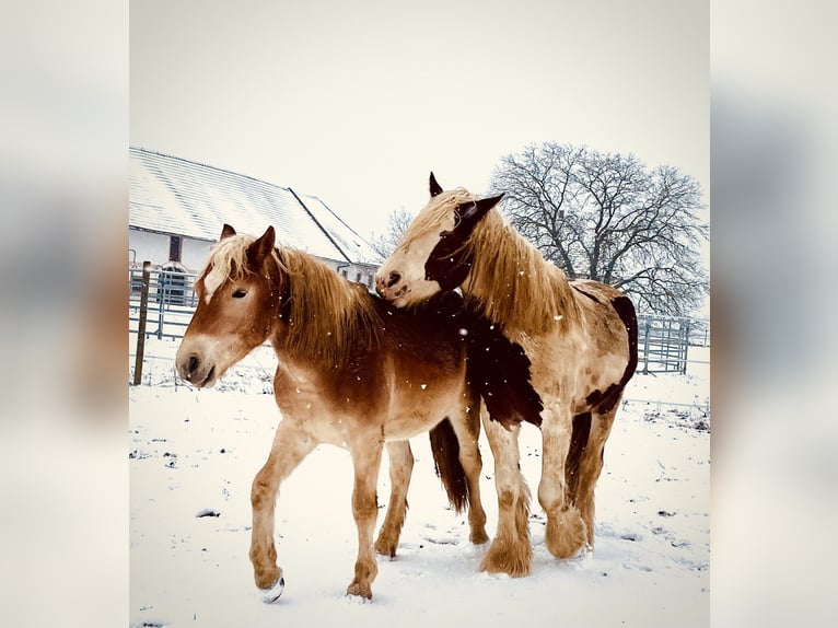 Haflinger / Avelignese Stallone 3 Anni 140 cm Sauro in Sierning