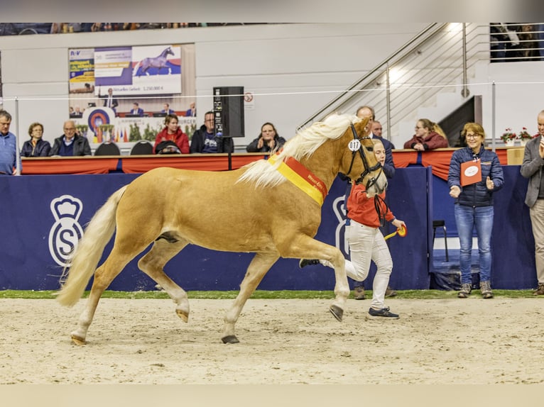 Haflinger / Avelignese Stallone 3 Anni 145 cm Sauro in Edewecht