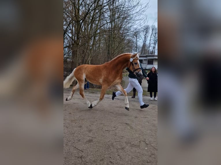 Haflinger / Avelignese Stallone 3 Anni 148 cm  in Brühl