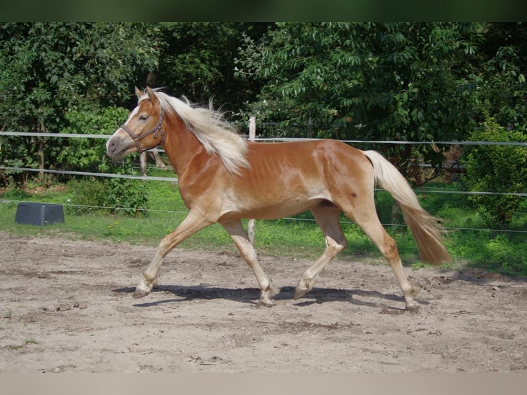 Haflinger / Avelignese Stallone 3 Anni 148 cm Sauro ciliegia in Wellerlooi