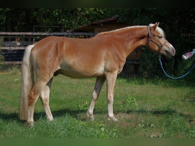 Haflinger / Avelignese Stallone 3 Anni 148 cm Sauro ciliegia in Wellerlooi