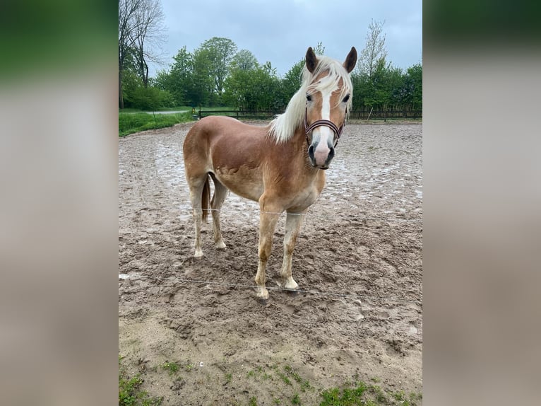 Haflinger / Avelignese Stallone 3 Anni 149 cm in Angeren