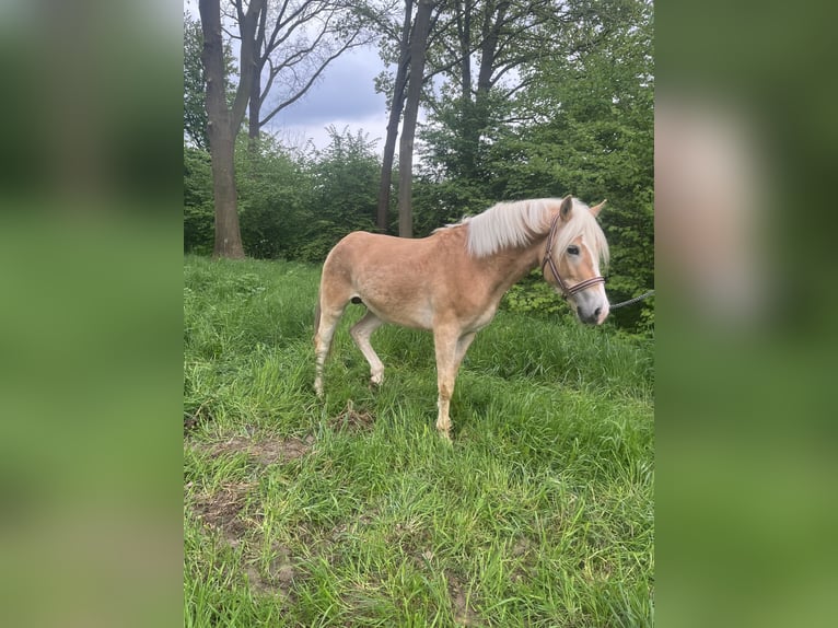 Haflinger / Avelignese Stallone 3 Anni 149 cm in Angeren
