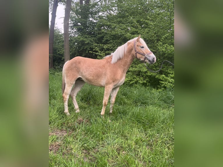 Haflinger / Avelignese Stallone 3 Anni 149 cm in Angeren
