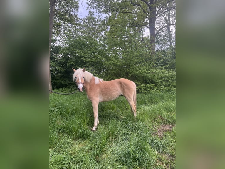Haflinger / Avelignese Stallone 3 Anni 149 cm in Angeren