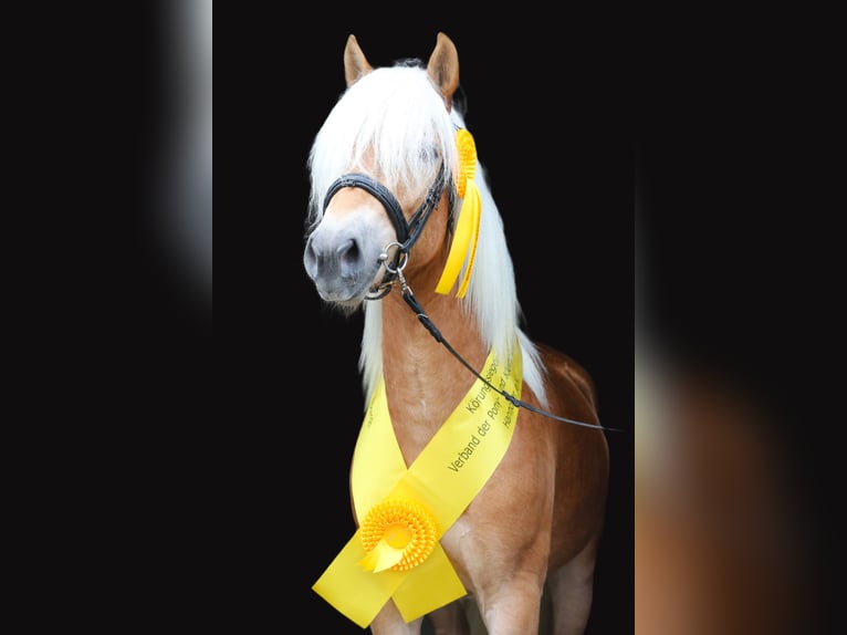 Haflinger / Avelignese Stallone 3 Anni 149 cm Sauro in Meinersen