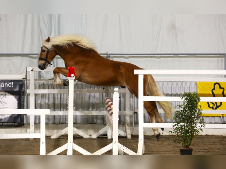 Haflinger / Avelignese Stallone 3 Anni 149 cm Sauro in Meinersen