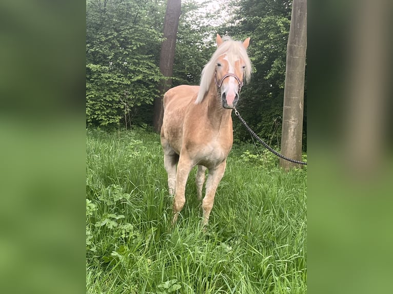 Haflinger / Avelignese Stallone 3 Anni 149 cm Sauro in Angeren