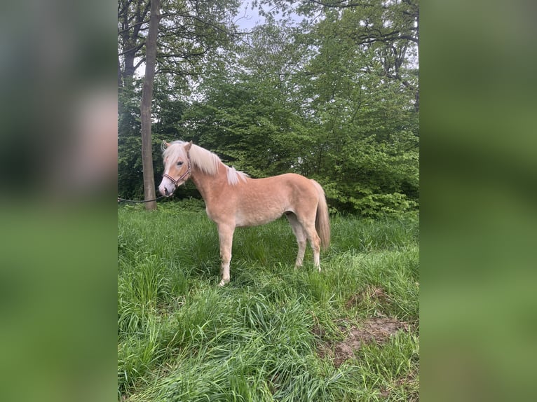 Haflinger / Avelignese Stallone 3 Anni 149 cm Sauro in Angeren