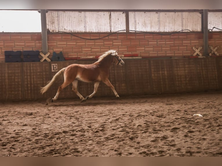 Haflinger / Avelignese Stallone 3 Anni 150 cm Sauro in Meinersen