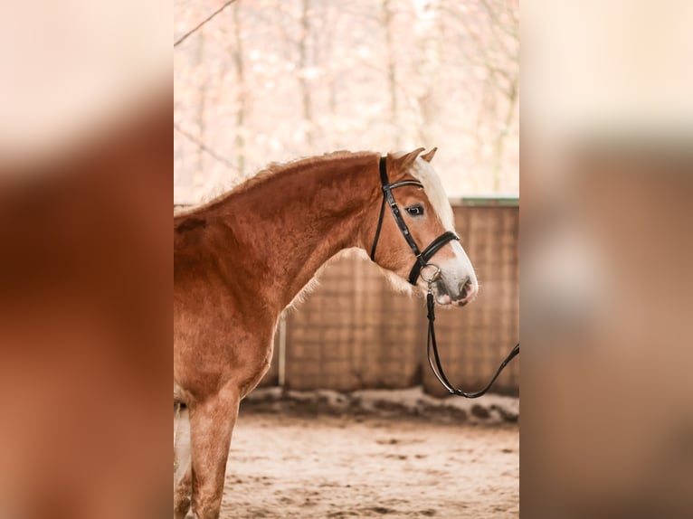 Haflinger / Avelignese Stallone 3 Anni 150 cm Sauro in Meinersen