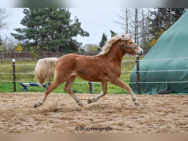 Haflinger / Avelignese Stallone 3 Anni 151 cm Sauro in Koßdorf