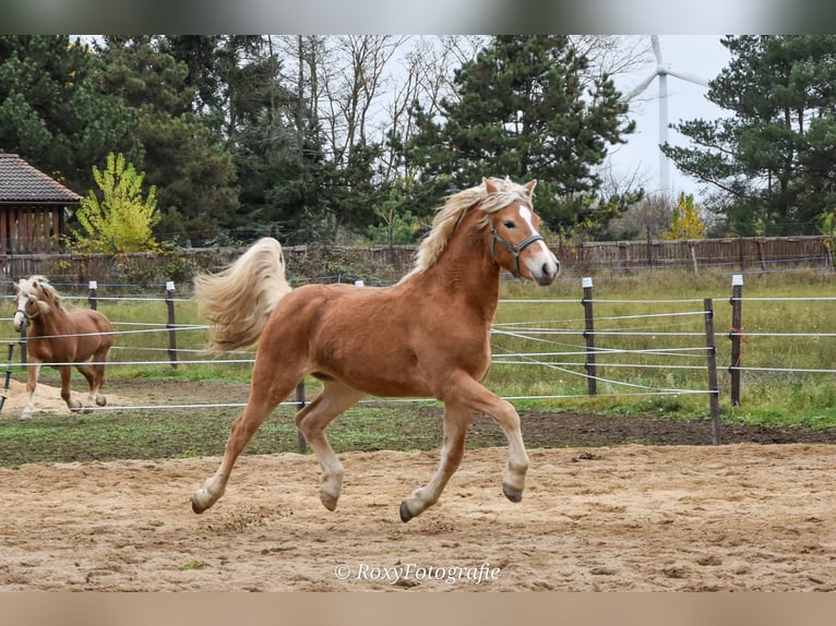 Haflinger / Avelignese Stallone 3 Anni 151 cm Sauro in Koßdorf