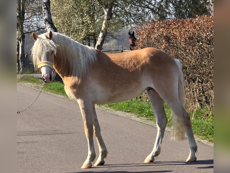Haflinger / Avelignese Stallone 3 Anni 155 cm Palomino in Someren