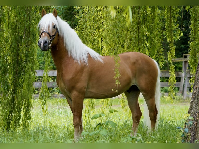 Haflinger / Avelignese Stallone 3 Anni 156 cm  in Eppan