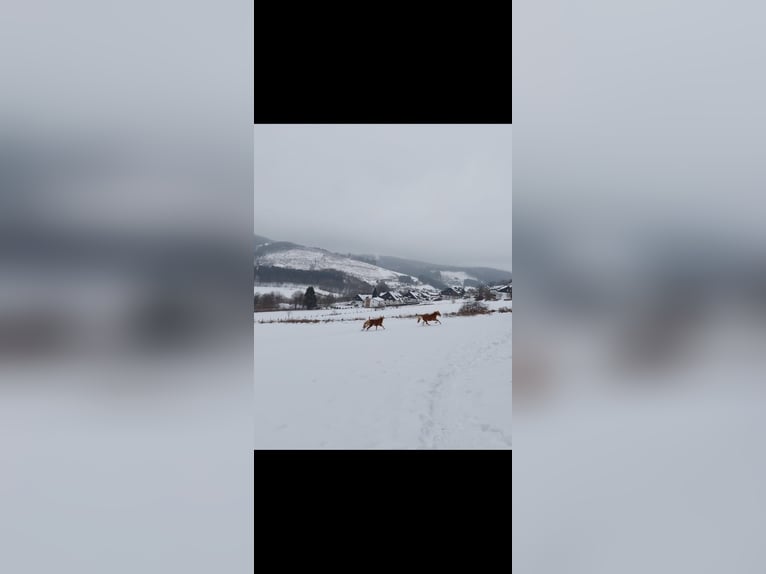 Haflinger / Avelignese Stallone 3 Anni in Winterberg