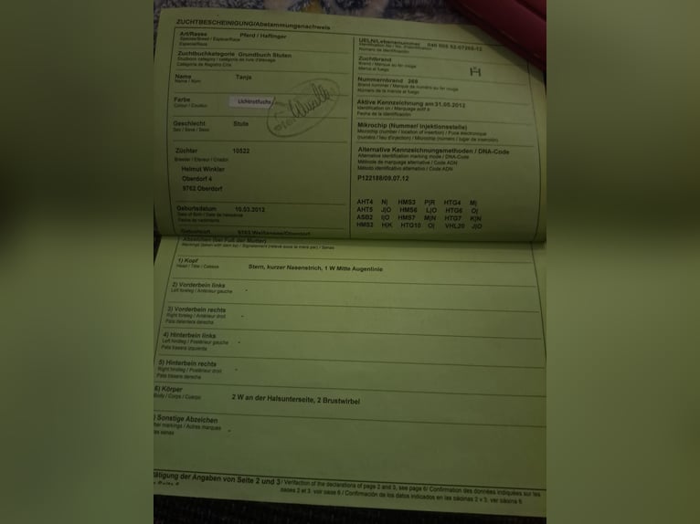 Haflinger / Avelignese Stallone 3 Anni in Obertilliach