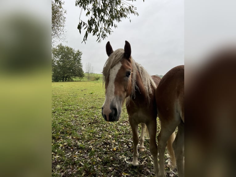 Haflinger / Avelignese Stallone 3 Anni Sauro in Seedorf